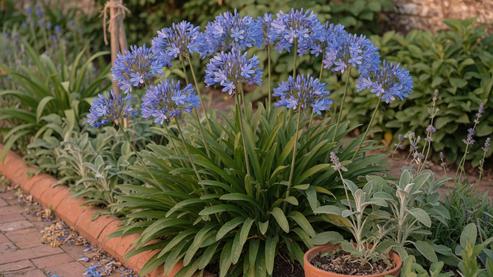 A vibrant cluster of blue Agapanthus flowers blooming on tall stems among lush green foliage in a quiet garden.