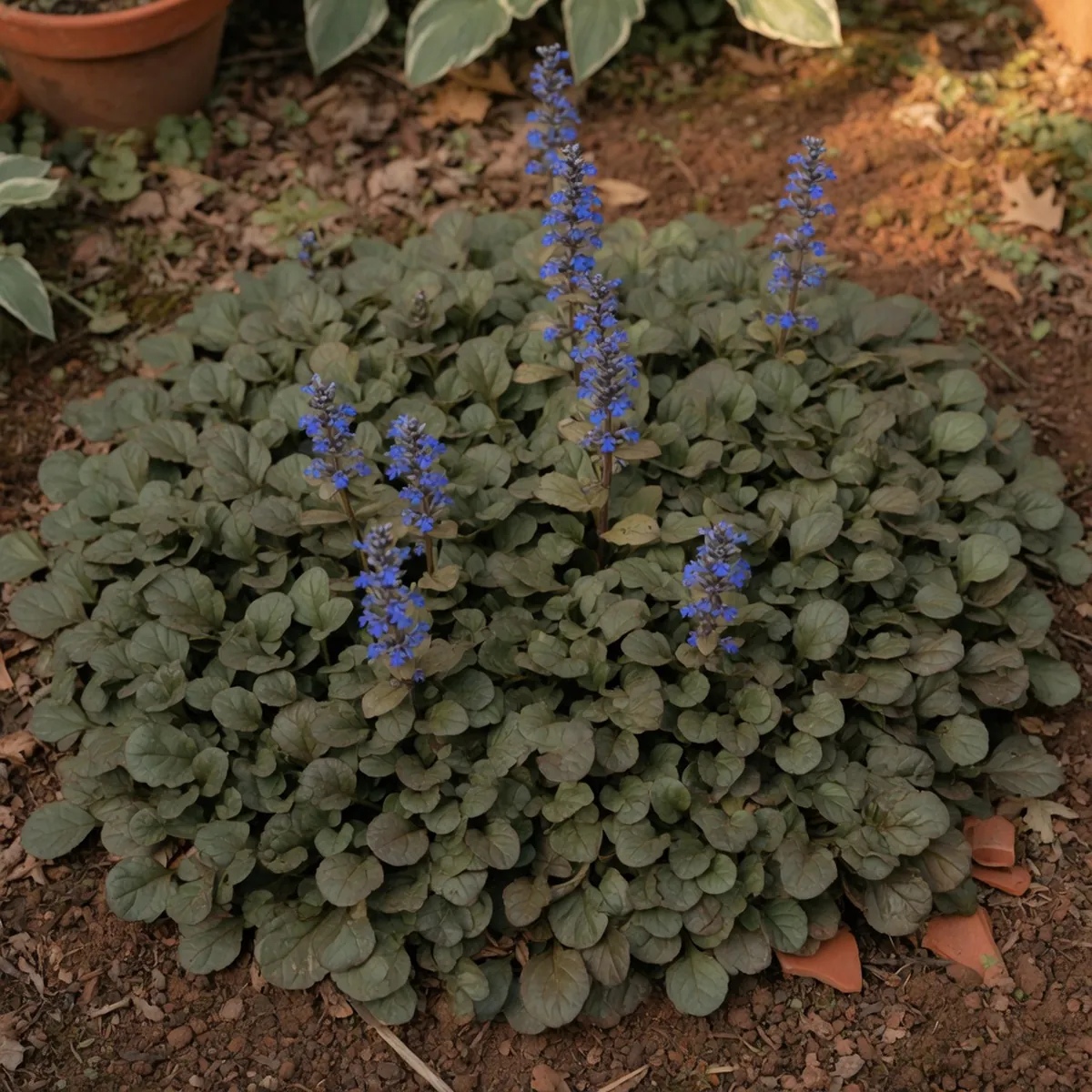 A low-growing ajuga plant forming a dense mat of foliage with small flower clusters on spiked stalks.
