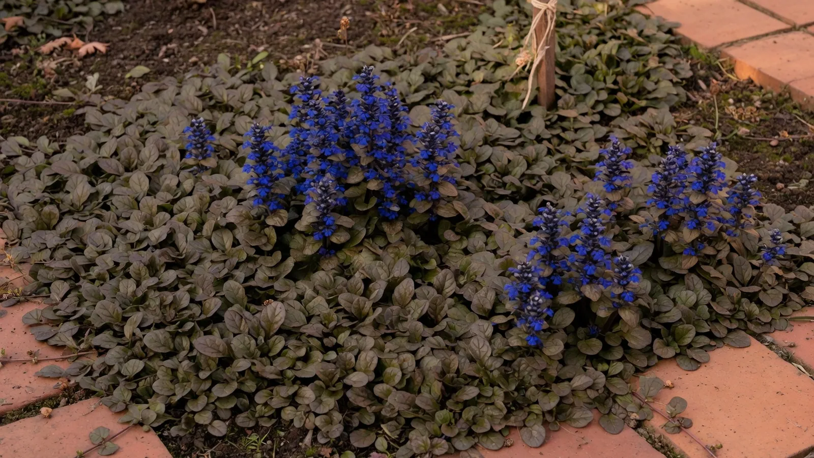 A lush patch of ajuga ground cover displaying dark blue flowers spreading across a garden bed.