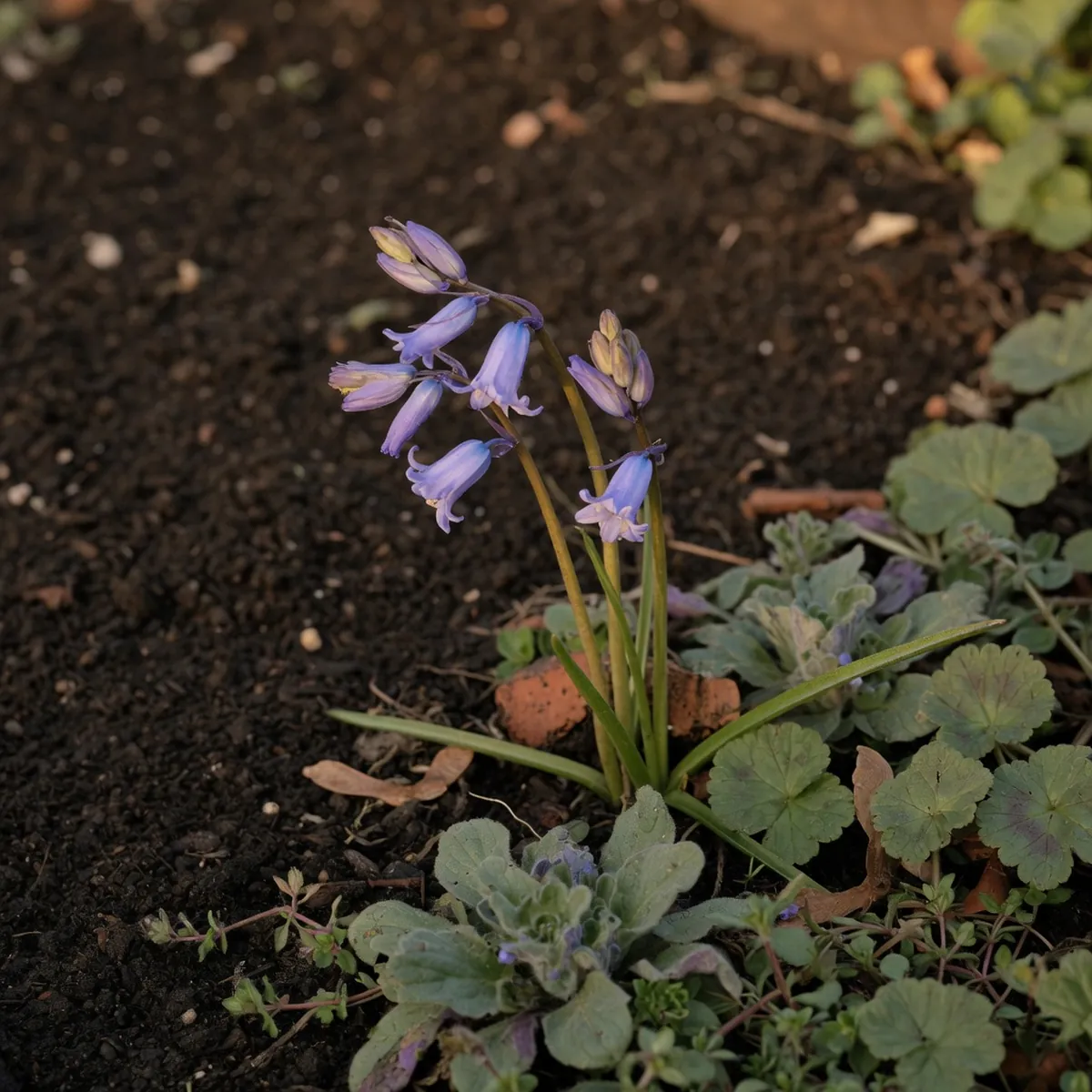 A cluster of bluebell flowers growing low to the ground among green foliage.