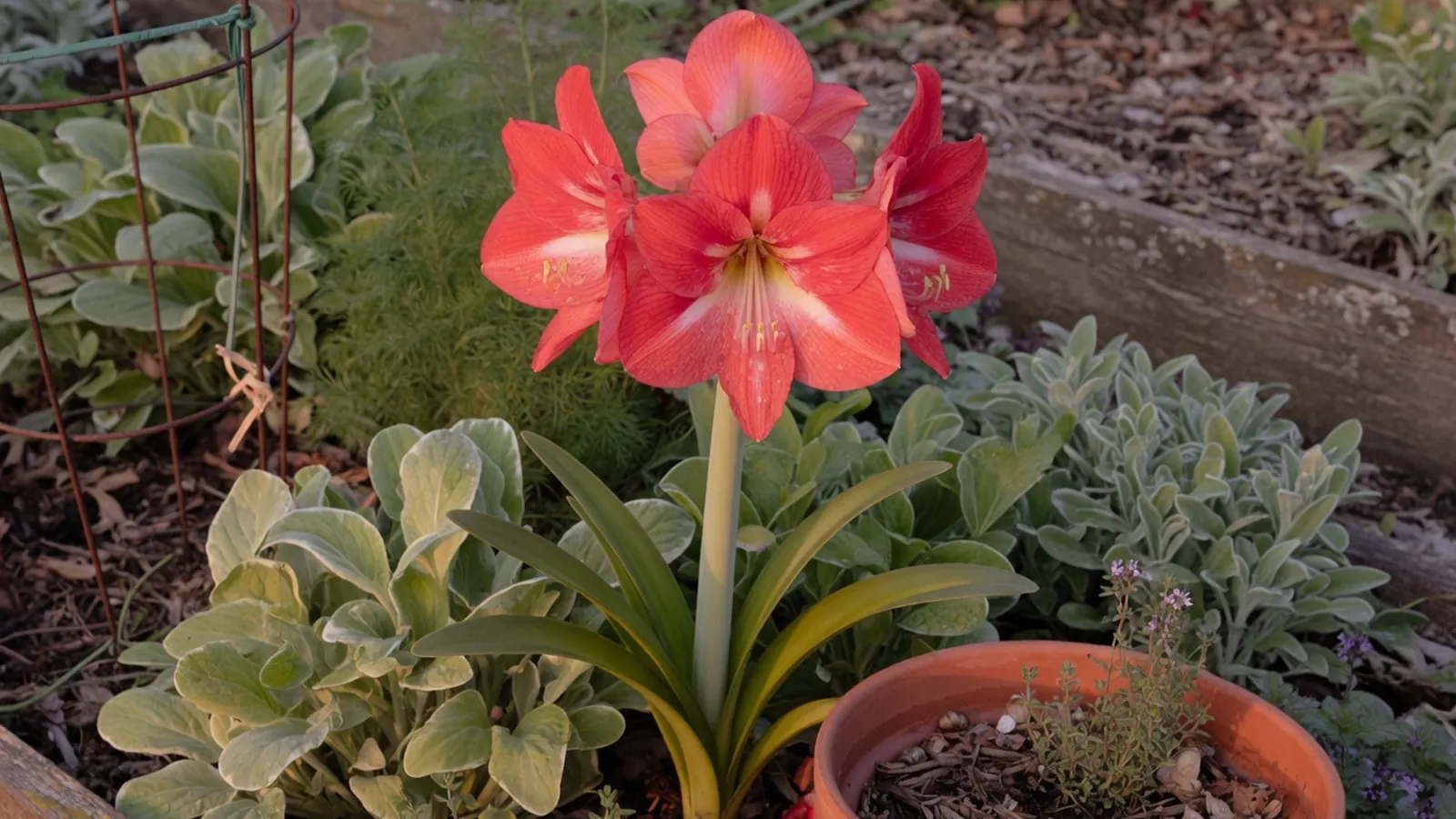 A vibrant amaryllis flower in full bloom surrounded by lush green foliage in a quiet garden setting.