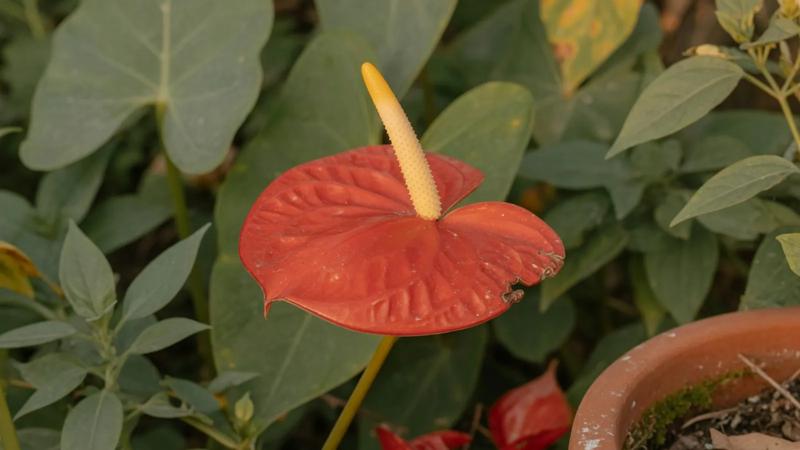 A glossy red spathe surrounding a prominent yellow spadix against a soft green leafy background.
