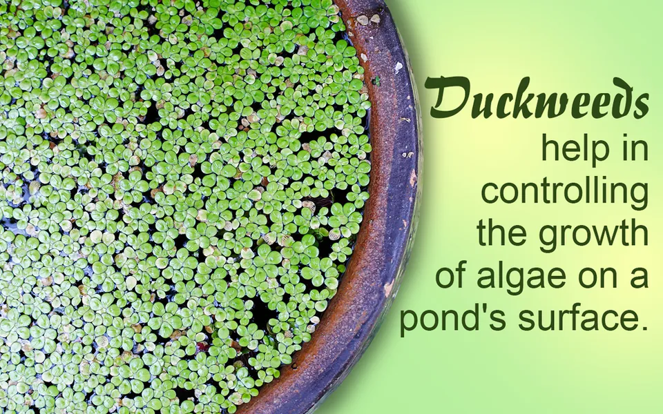 A brown ceramic pot filled with water and covered in a dense layer of green duckweed.