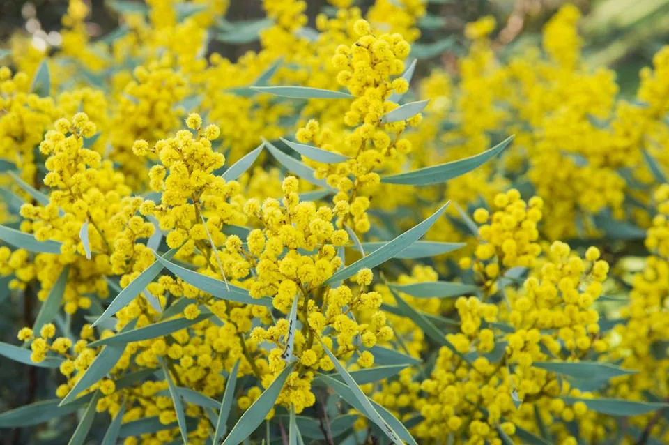 Dense clusters of bright yellow Acacia flowers bloom among slender grey-green leaves.