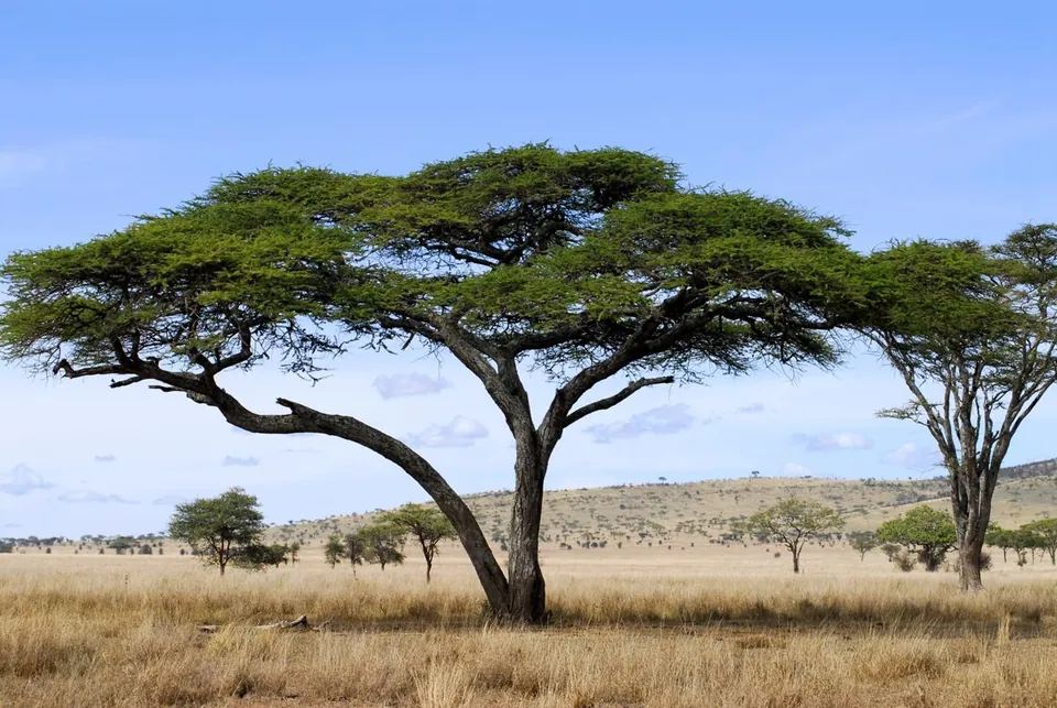 A large umbrella-shaped Acacia tree stands in a golden grassy savanna with rolling hills under a blue sky.