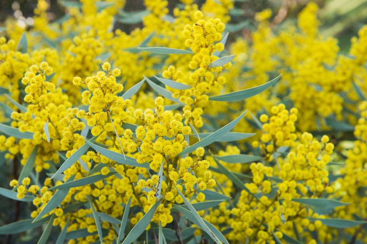 Acacia Tree