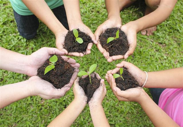 Acidic Soil Plants