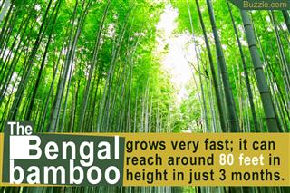 Utterly Surprising Adaptations of the Bengal Bamboo Plant
