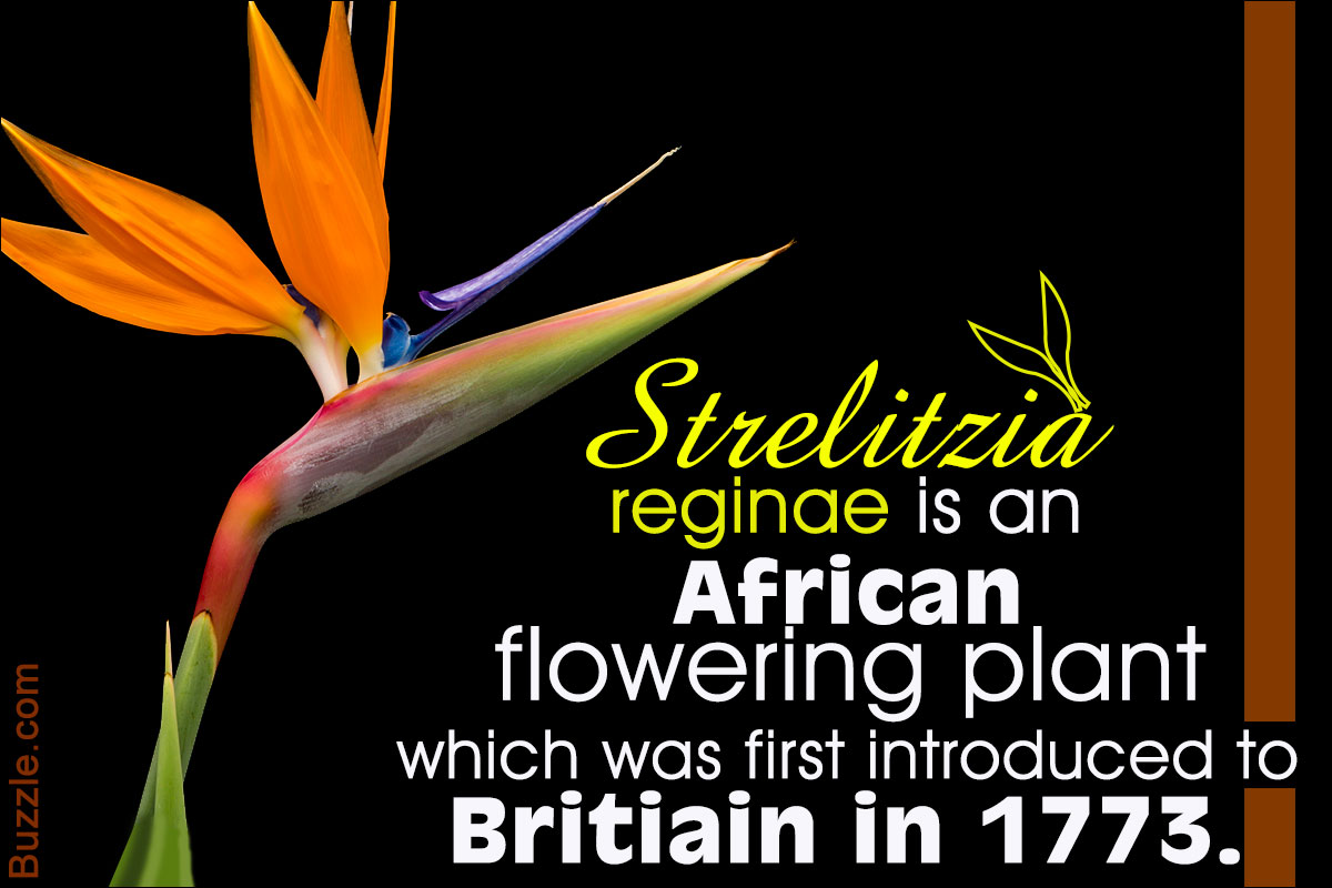 Simply Magnificent - 11 African Flowers With Pictures