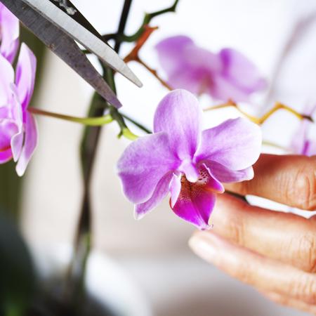 What You Have to Know About After Bloom Care for Orchids
