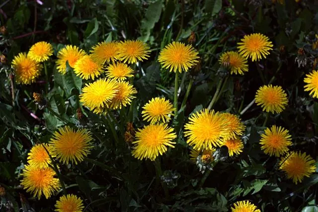 A cluster of bright yellow dandelion flowers blooming in a garden bed with green leaves.