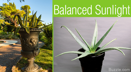 Extremely Helpful Tips on Taking Care of Aloe Vera Plants