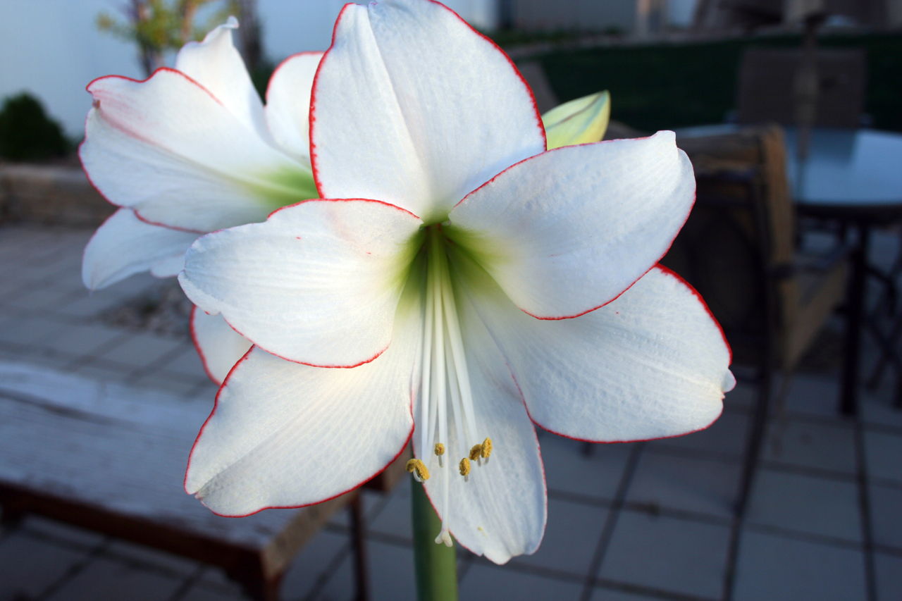 Instructions for Growing And Taking Care of Amaryllis Bulbs