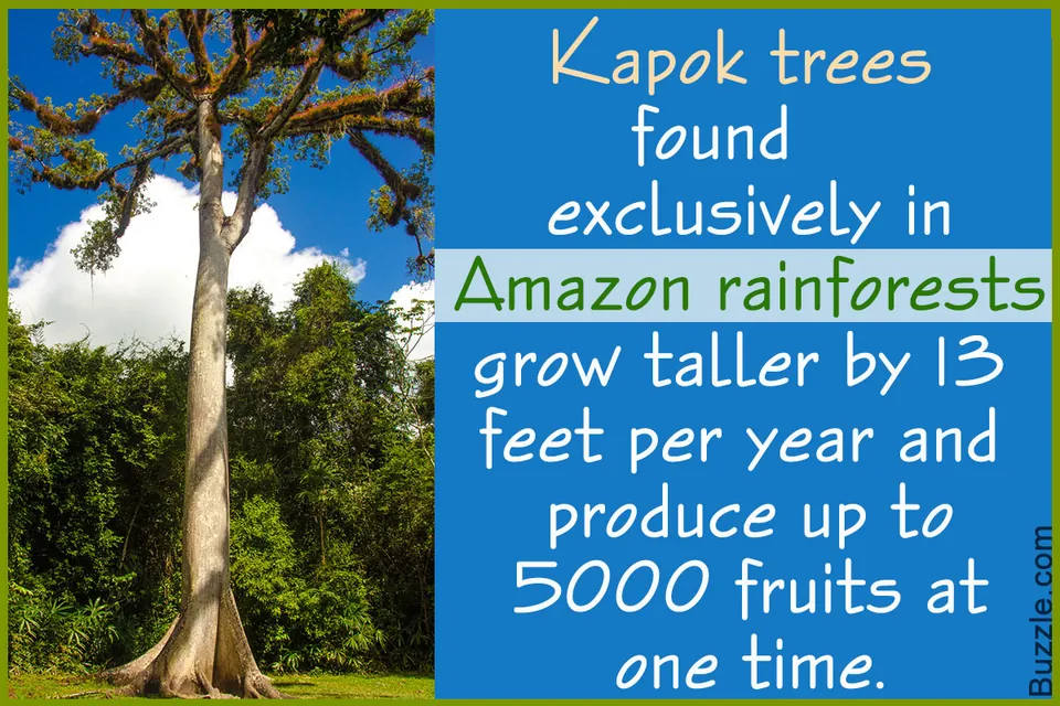 A tall Kapok tree with buttress roots stands amidst lush green vegetation against a bright blue sky with clouds.