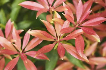 Close-up of vibrant reddish-pink new leaves on an Andromeda shrub with green foliage in the background.