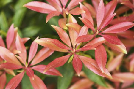 Andromeda Plant Profile and Some Important Caring Tips