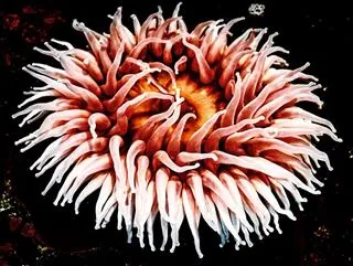 A close-up of a sea anemone with pink and white tentacles radiating from an orange center against a dark background.