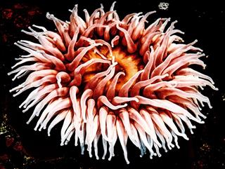 Here's All That You Wanted to Know About the Anemone Plant