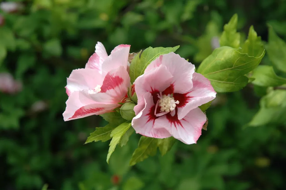 Two pink hibiscus flowers with dark red centers bloom on a green leafy shrub.