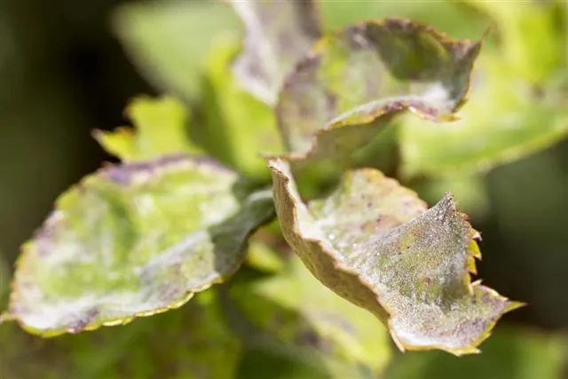 Close-up of green leaves with curled edges, brown discoloration, and a white powdery coating on the surface.