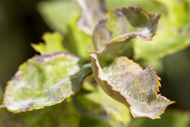 Aphids on Houseplants