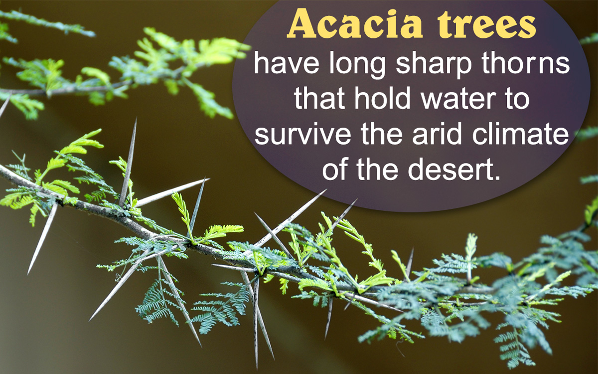 Arabian Desert Plants