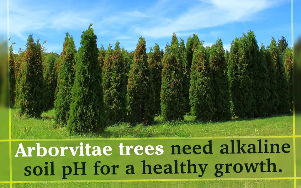 A row of tall arborvitae trees with brown tips stands in a grassy field under a blue sky with a text overlay.