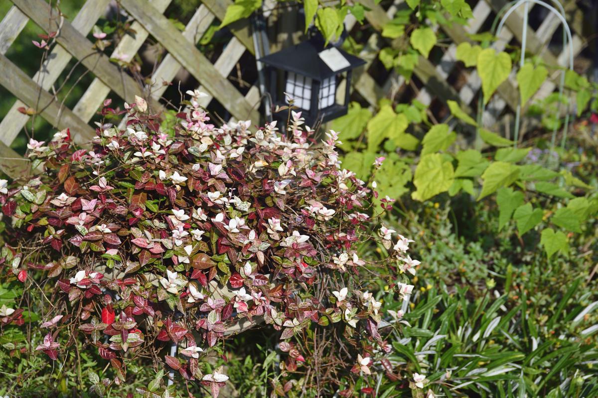 Your Guide to Planting And Maintaining Asiatic Jasmine Plants