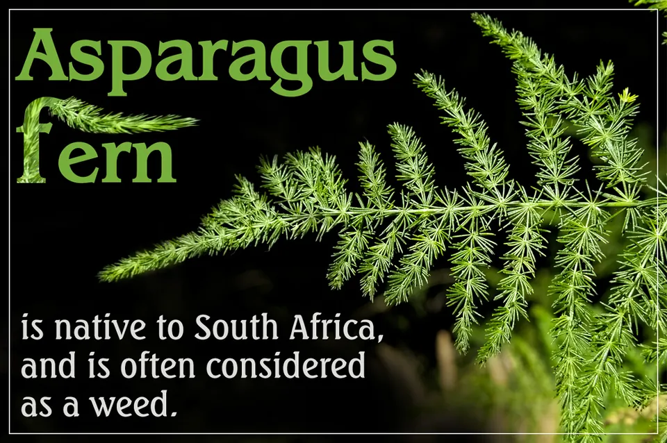 Close-up of green asparagus fern fronds against a black background with text overlay.