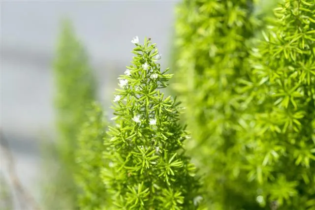 A close-up of a green asparagus fern with feathery foliage and small white flowers.
