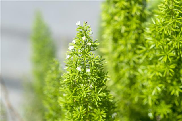 A Complete Guide on Taking Care of the Asparagus Fern