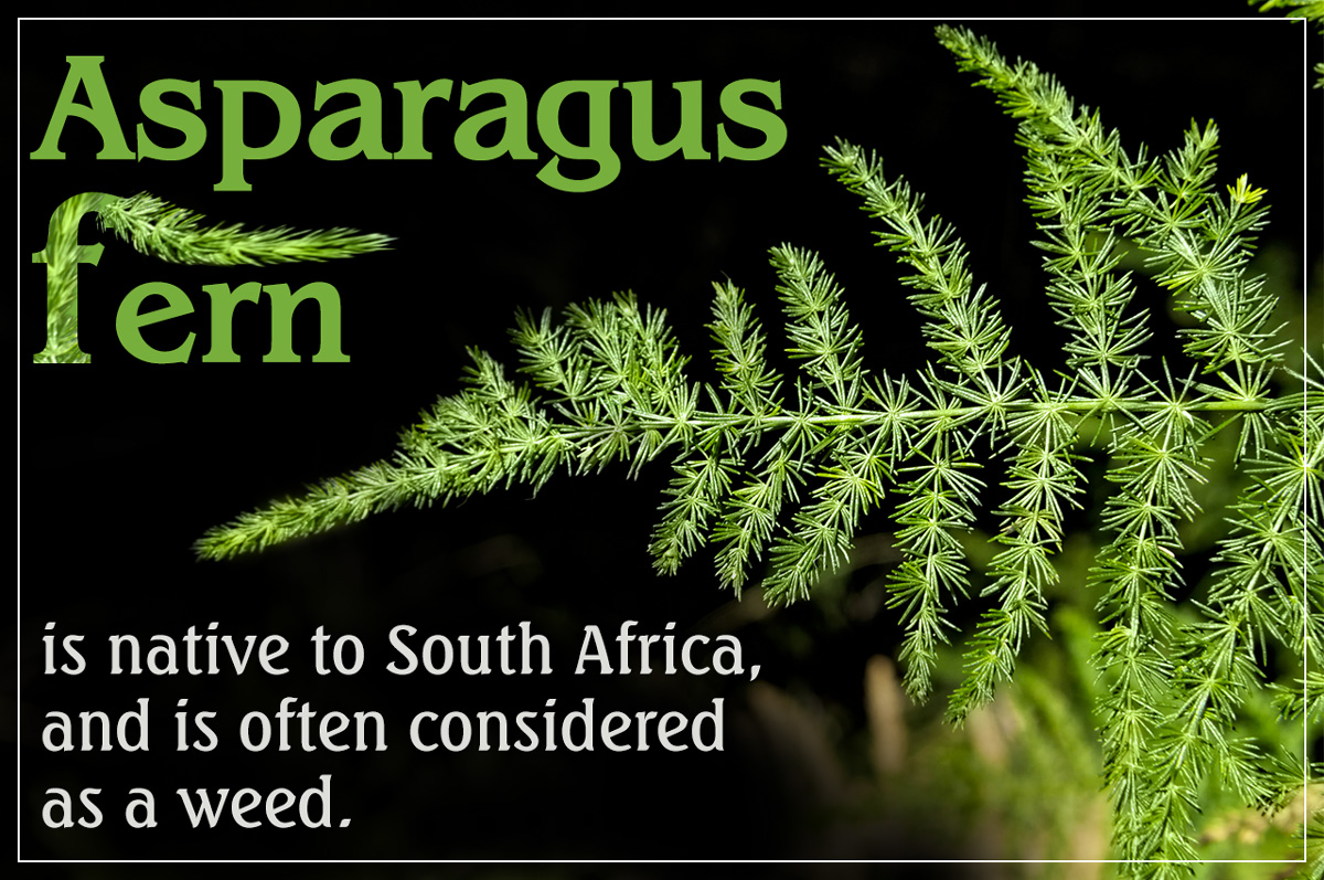 All You Need to Know About the Asparagus Fern