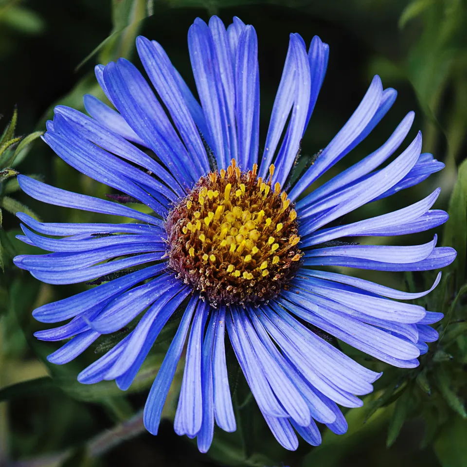 A close-up of a blue aster flower with a yellow center surrounded by green foliage.