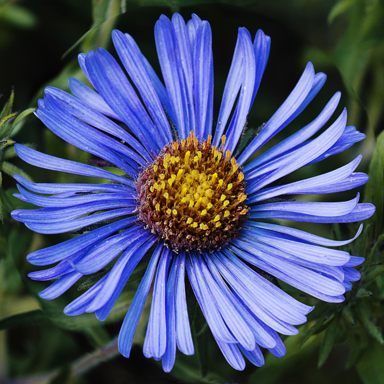 The Unique Meaning of Aster Flowers Will Astonish You to the Core