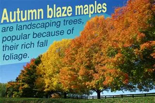 A row of Autumn Blaze maple trees displaying vibrant orange and yellow fall foliage against a blue sky.