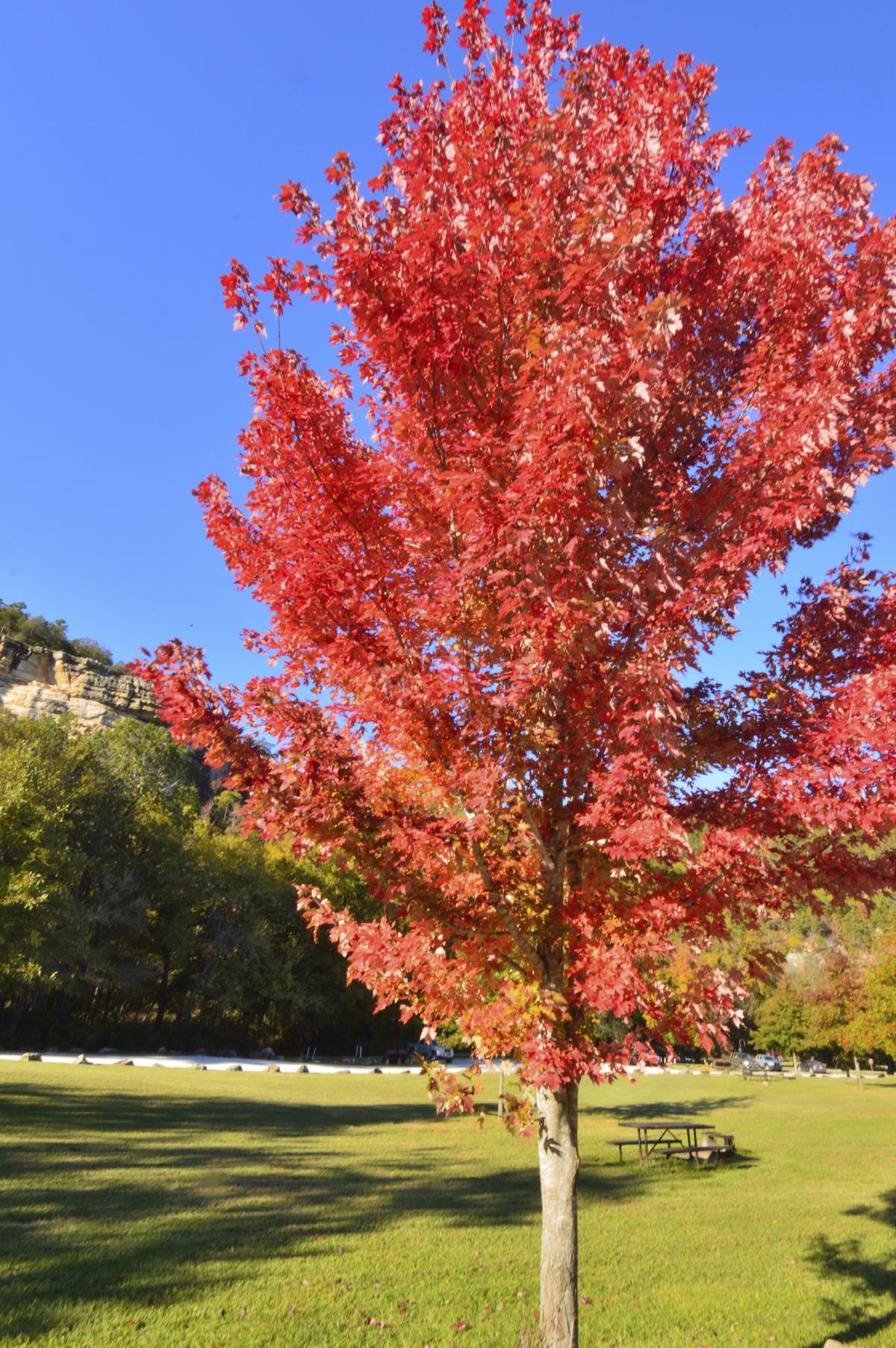 Autumn Blaze Maple Problems That are Not Comforting to the Tree