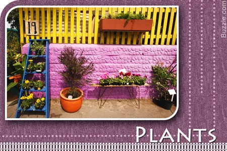 A colorful patio corner features a pink brick wall, yellow fence, blue ladder shelf, and various potted plants.