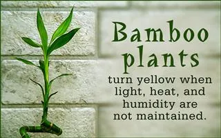 A green lucky bamboo plant stands against a light brick wall next to text explaining why bamboo turns yellow.
