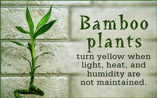 Revealed: Why Do Lucky Bamboo Plants Turn Yellow?