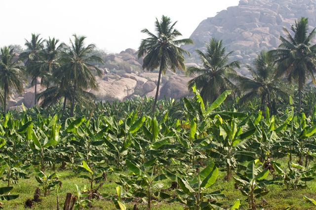 Banana Seeds