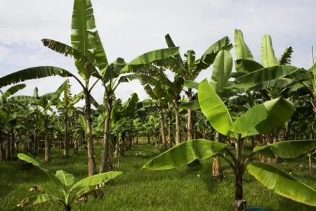 A grove of banana trees with large green leaves growing in a grassy field under a cloudy sky.