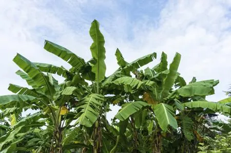 Lush green banana trees with large leaves growing against a bright blue sky with scattered clouds.