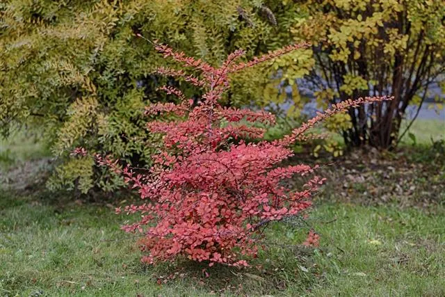 A small red barberry shrub stands in a grassy garden with green and yellow foliage in the background.