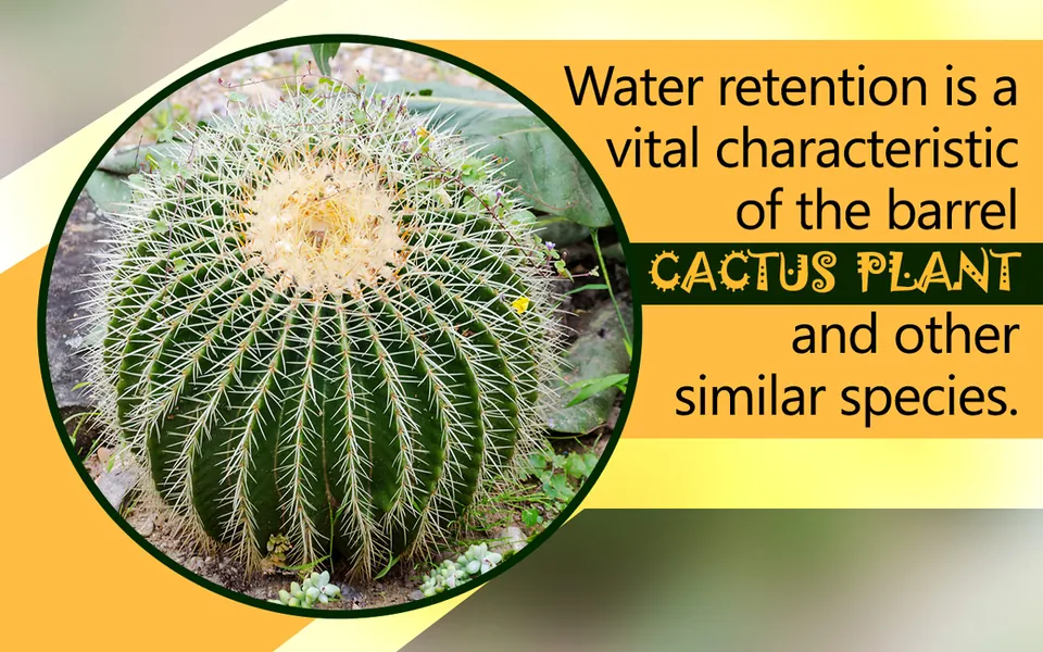 A large spherical barrel cactus with dense yellow spines growing in soil.