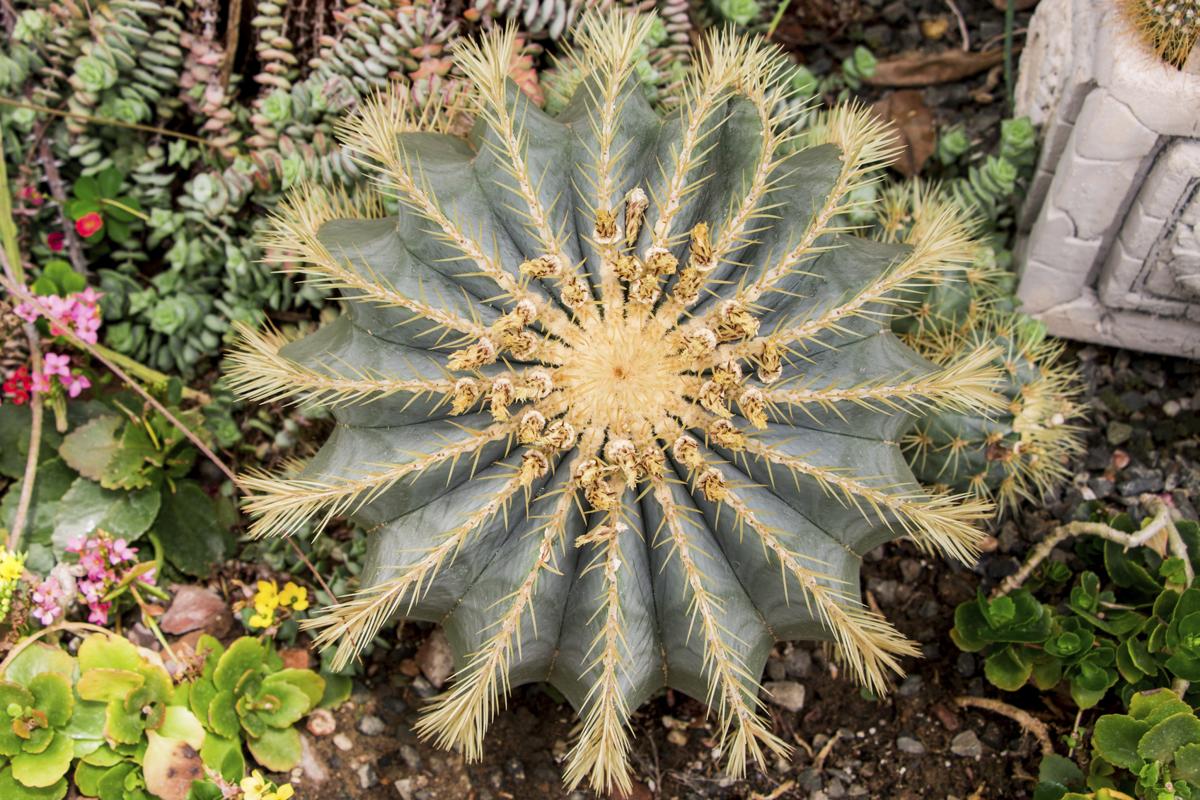 Barrel Cactus Care