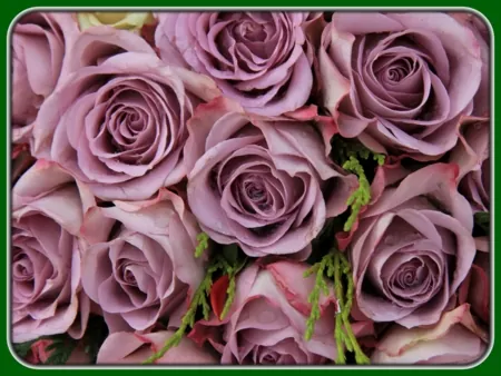 Lavender roses arranged tightly with green foliage, framed by a green border.