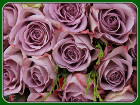 203 Beautiful Pictures of Roses That are Incredibly Breathtaking