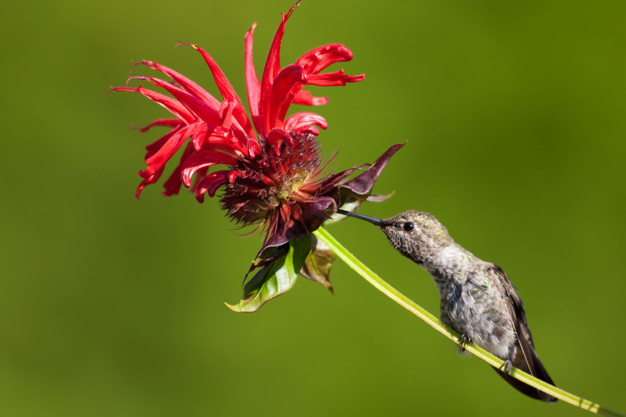 Bee Balm Plant: Tips to Care for it and Salient Medicinal Uses