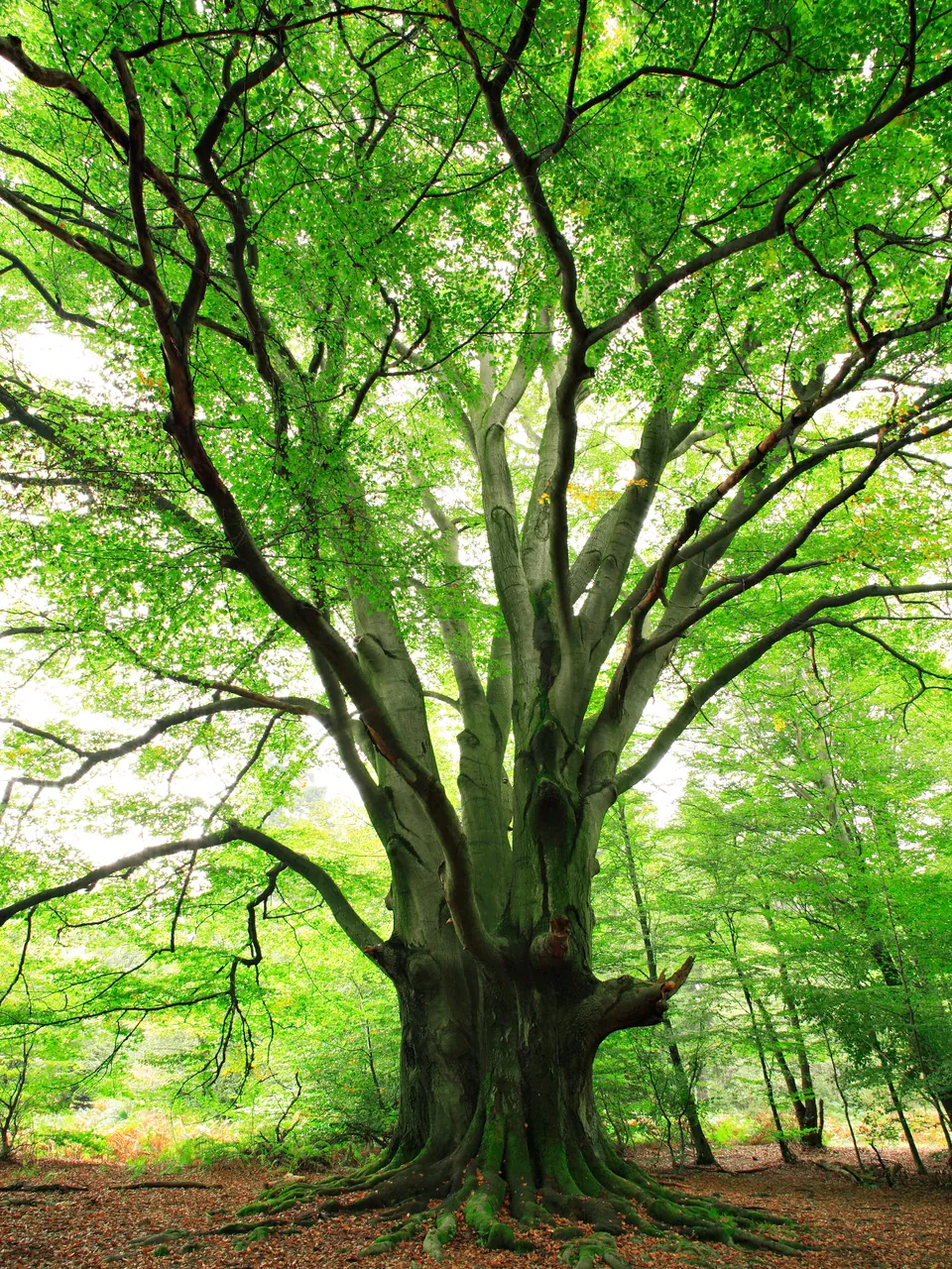 A large beech tree with a thick trunk and wide canopy of bright green leaves stands in a sunlit forest.