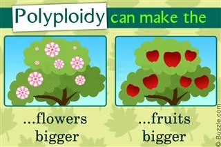 Two illustrated trees side-by-side, one with larger pink flowers and the other with larger red apples, demonstrating size increase from polyploidy.